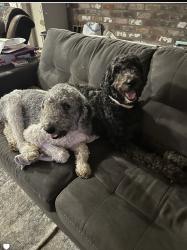 Lost Female Dog last seen Hall Rd and Burnham Rd Grand Bay,AL, Grand Bay, AL 36541