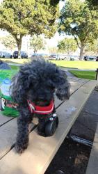 Lost Female Dog last seen W 14rh st, roosevelt, civic Center dr, National City, CA 91950