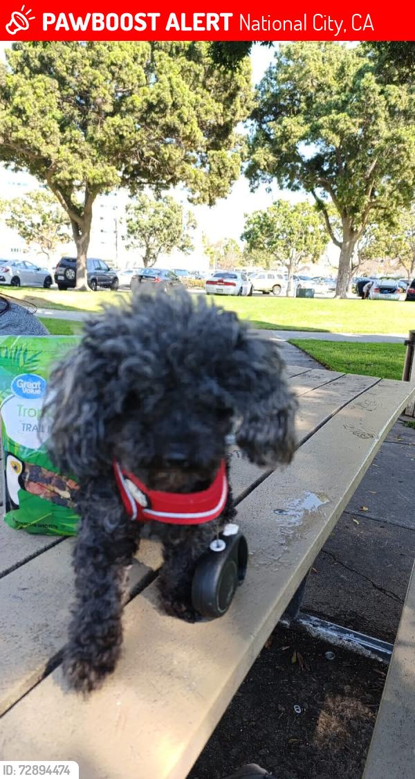 Lost Female Dog last seen W 14rh st, roosevelt, civic Center dr, National City, CA 91950
