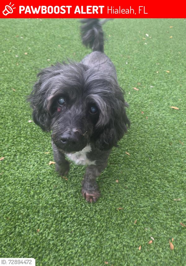 Lost Male Dog last seen Hialeah, Hialeah, FL 33012