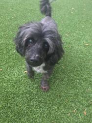Lost Male Dog last seen Hialeah, Hialeah, FL 33012