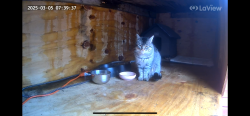 Lost Male Cat last seen Stadium Drive and 8th Street, Kalamazoo, MI 49009