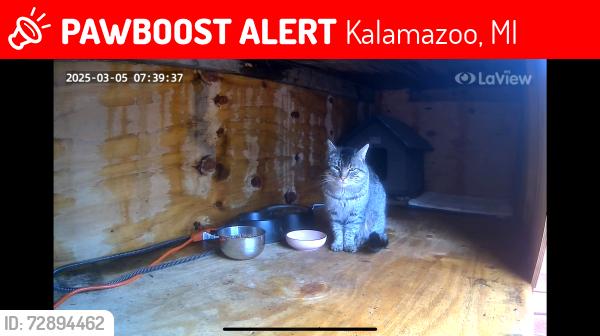 Lost Male Cat last seen Stadium Drive and 8th Street, Kalamazoo, MI 49009