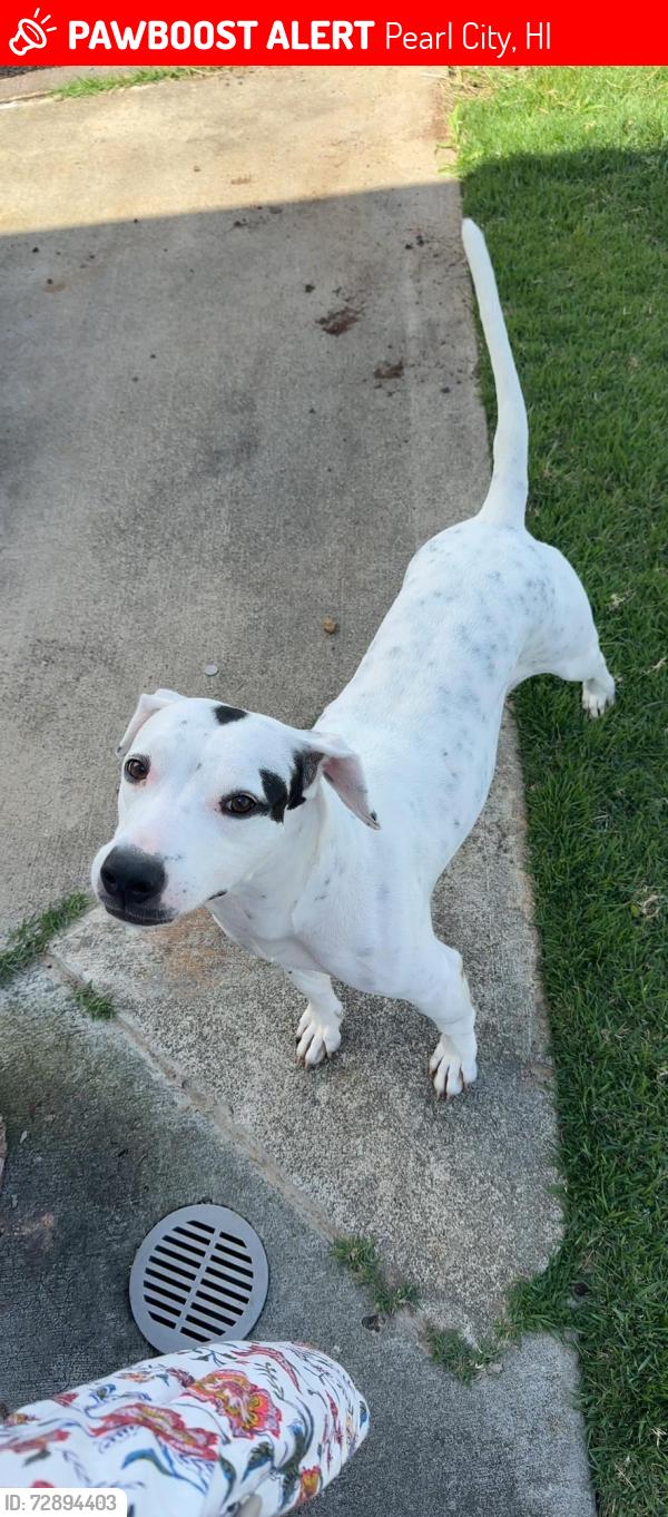 Lost Male Dog last seen Ka’ehele St, Pearl City, HI 96701