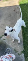 Lost Male Dog last seen Ka’ehele St, Pearl City, HI 96701