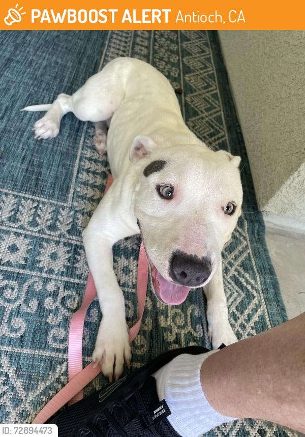 Found/Stray Female Dog last seen Ventry Way Antioch, Ca, Antioch, CA 94531