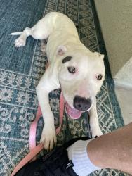 Found/Stray Female Dog last seen Ventry Way Antioch, Ca, Antioch, CA 94531