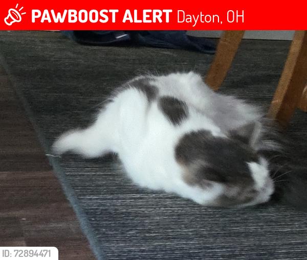Lost Female Cat last seen Lamme and Belle Isle, Dayton, OH 45439