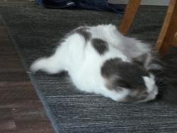 Lost Female Cat last seen Lamme and Belle Isle, Dayton, OH 45439