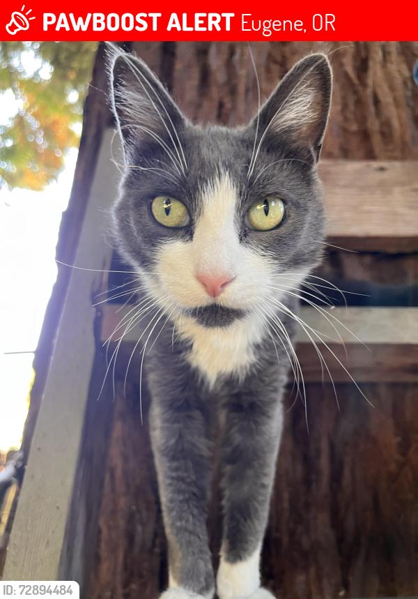 Lost Female Cat last seen Near west 22 nd, Eugene, OR 97405