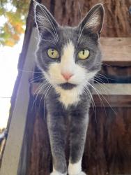 Lost Female Cat last seen Near west 22 nd, Eugene, OR 97405