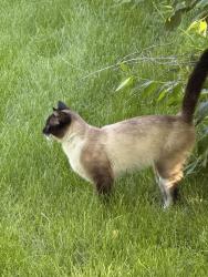 Found/Stray Male Cat last seen Addison and Bunyan, Reynoldsburg, OH 43068