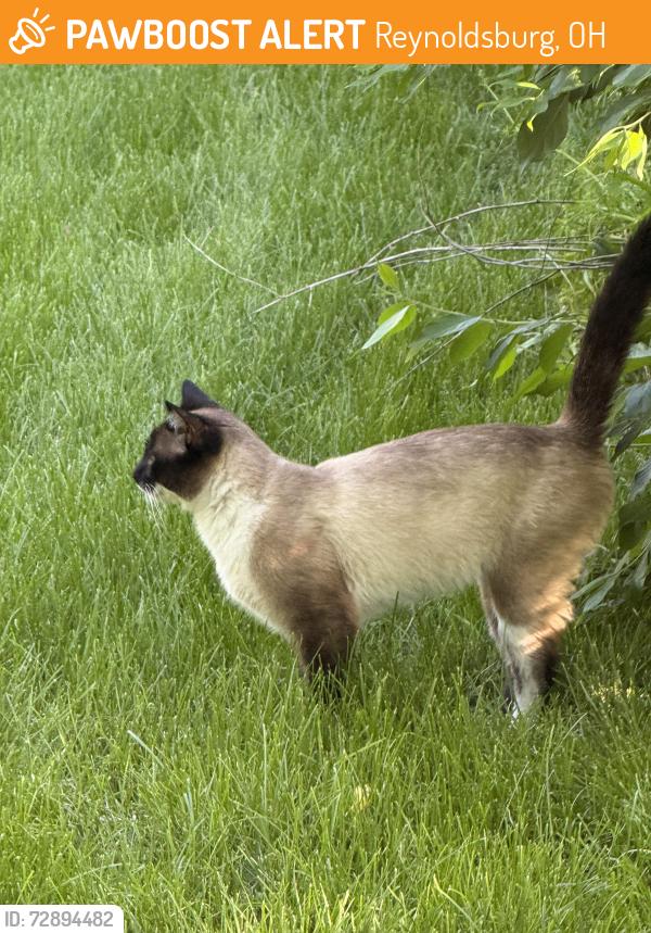 Found/Stray Male Cat last seen Addison and Bunyan, Reynoldsburg, OH 43068