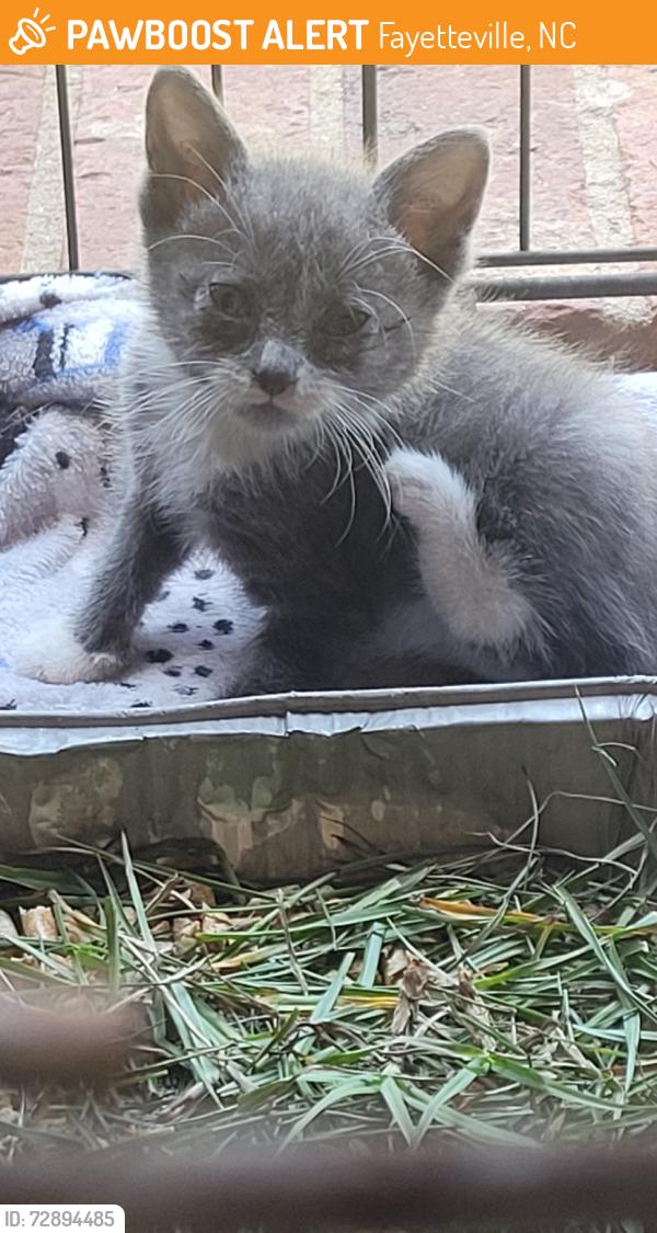 Found/Stray Male Cat last seen Back yard between Buckhorn Road and Ironwood , Fayetteville, NC 28304