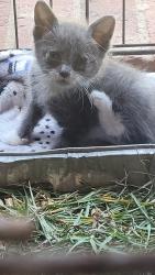Found/Stray Male Cat last seen Back yard between Buckhorn Road and Ironwood , Fayetteville, NC 28304
