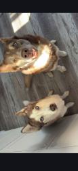 Reunited Male Dog last seen midway school rd, Thomasville, NC 27360