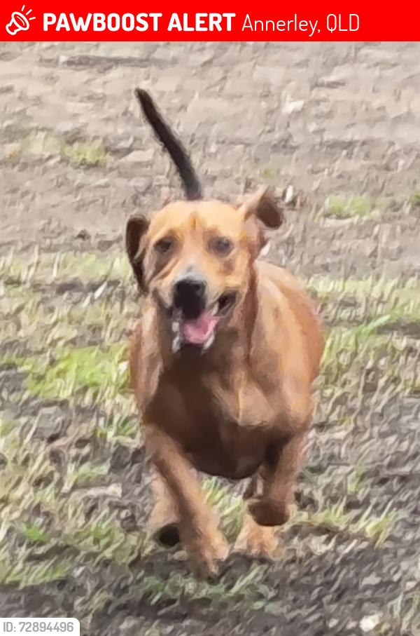 Lost Male Dog last seen KFC on Ipswich Road, Annerley, Annerley, QLD 4103
