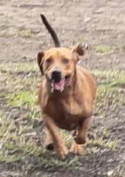 Lost Male Dog last seen KFC on Ipswich Road, Annerley, Annerley, QLD 4103