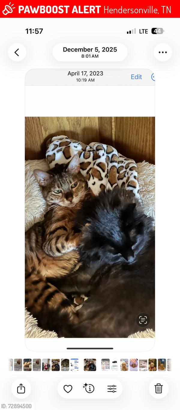 Lost Female Cat last seen Connie Drive, Hendersonville, TN 37075