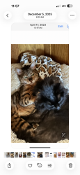 Lost Female Cat last seen Connie Drive, Hendersonville, TN 37075