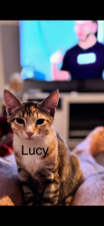 Lost Female Cat last seen Near Ironwood Lane Lincoln CA , Lincoln, CA 95648