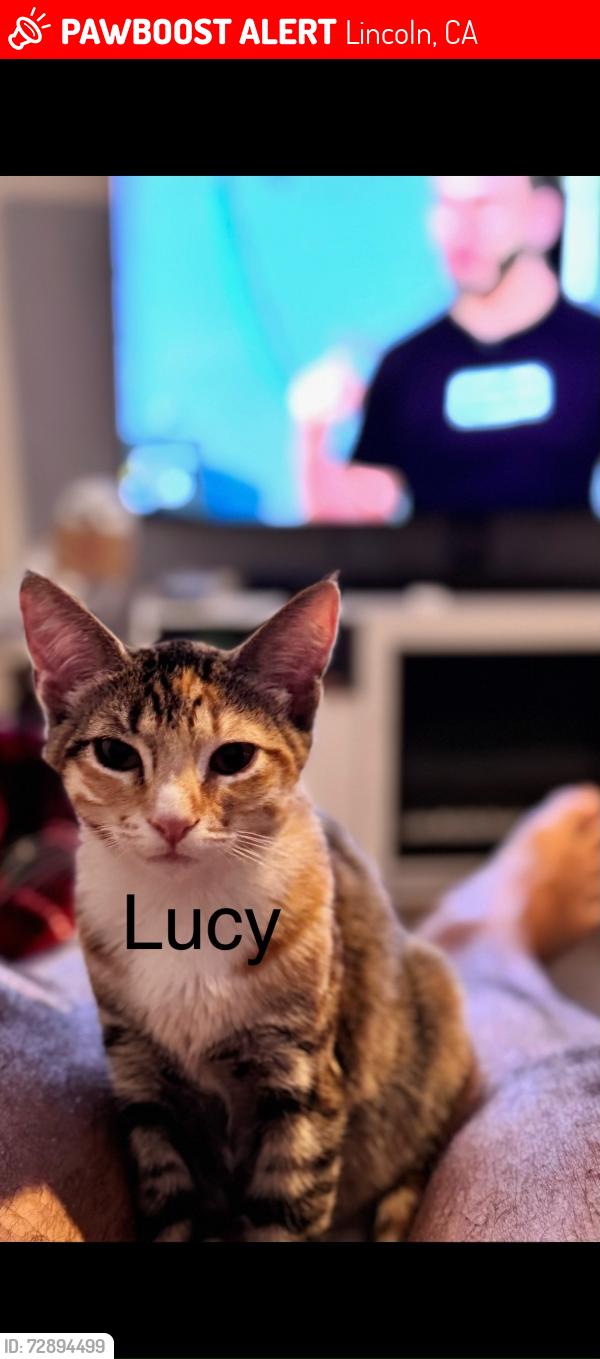 Lost Female Cat last seen Near Ironwood Lane Lincoln CA , Lincoln, CA 95648