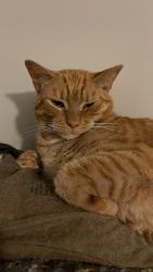 Lost Male Cat last seen Skunkamug river, Andover, CT 06232