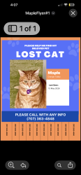 Reunited Female Cat last seen Summit, Emerald Hills, CA 94062
