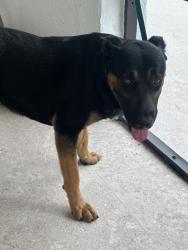 Found/Stray Male Dog last seen Sw 197 ave and Sw 244 street , Homestead, FL 33031