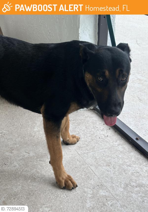 Found/Stray Male Dog last seen Sw 197 ave and Sw 244 street , Homestead, FL 33031