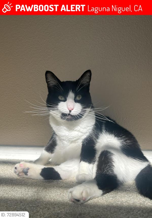 Lost Female Cat last seen Mouton pkwy , Laguna Niguel, CA 92677