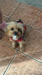 Lost Female Dog last seen Fruit and parlier, Fresno, CA 93706