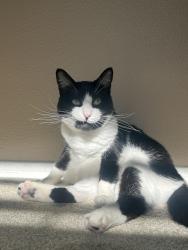 Lost Female Cat last seen Mouton pkwy , Laguna Niguel, CA 92677