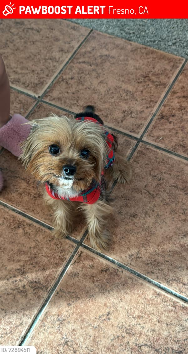 Lost Female Dog last seen Fruit and parlier, Fresno, CA 93706