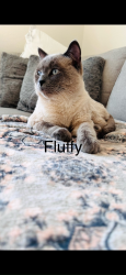 Lost Male Cat last seen Near Ironwood Lane Lincoln CA, Lincoln, CA 95648