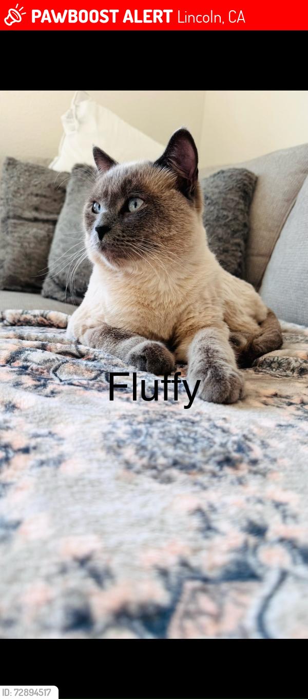 Lost Male Cat last seen Near Ironwood Lane Lincoln CA, Lincoln, CA 95648