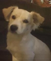 Lost Male Dog last seen Emerald and chase, El Cajon, CA 92020
