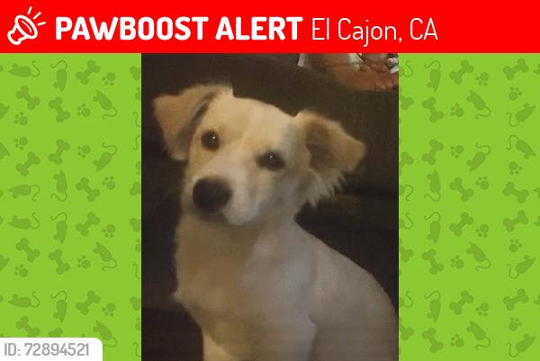 Lost Male Dog last seen Emerald and chase, El Cajon, CA 92020