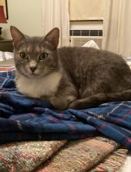 Lost Female Cat last seen Taylor and Steelton, Beaumont, TX 77703