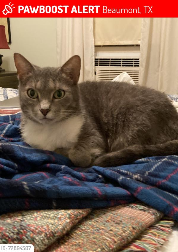 Lost Female Cat last seen Taylor and Steelton, Beaumont, TX 77703