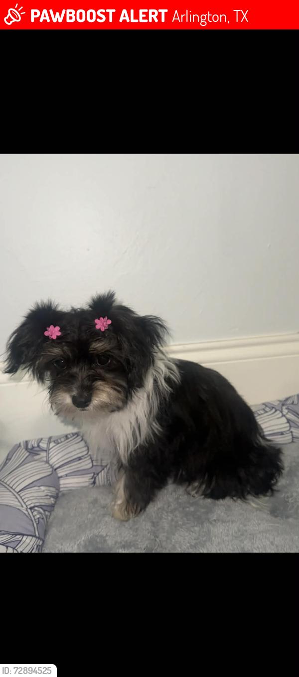Lost Female Dog last seen Arbrook, Arlington, TX 76014