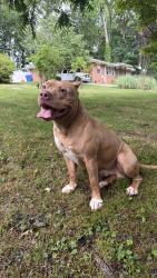 Found/Stray Male Dog last seen barton and scott, Hapeville, GA 30354