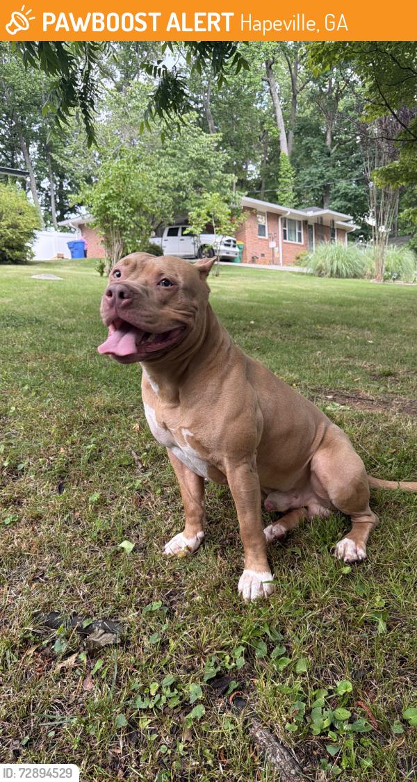 Found/Stray Male Dog last seen barton and scott, Hapeville, GA 30354