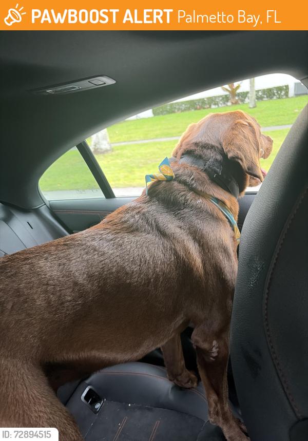 Found/Stray Male Dog last seen southwest 148th st 98th avenue palmetto bay, Palmetto Bay, FL 33157