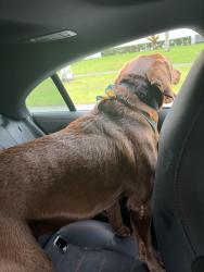 Found/Stray Male Dog last seen southwest 148th st 98th avenue palmetto bay, Palmetto Bay, FL 33157