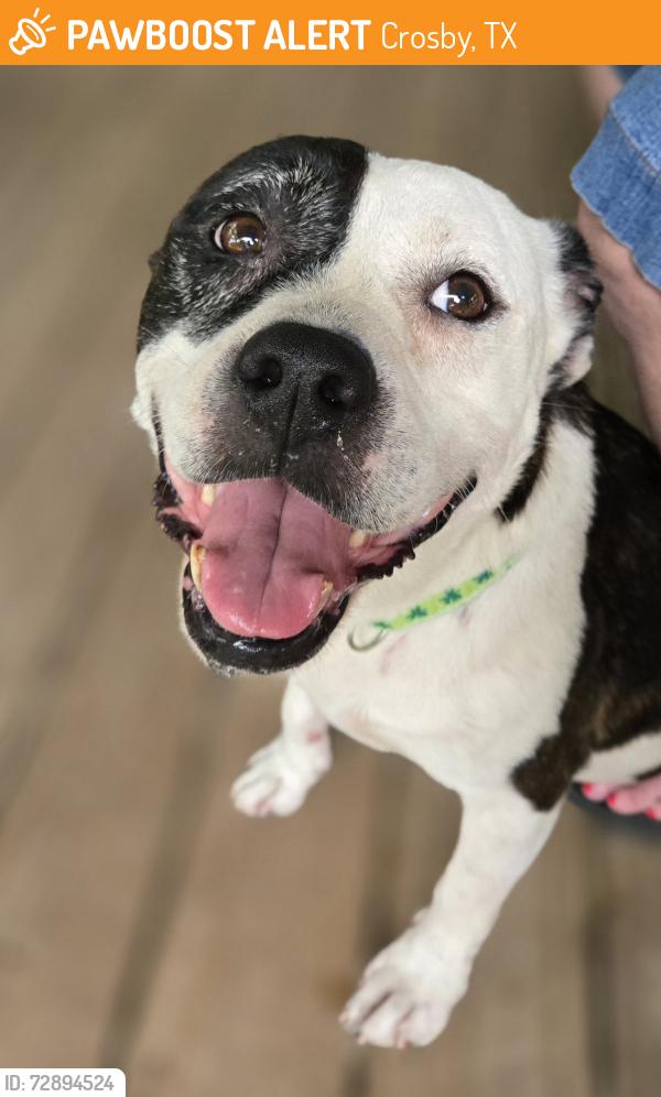 Found/Stray Female Dog last seen Gatewood Rd, Crosby, TX 77532