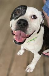 Found/Stray Female Dog last seen Gatewood Rd, Crosby, TX 77532