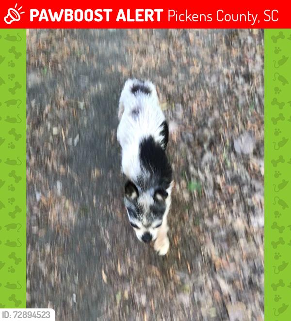 Lost Male Dog last seen Jones Mill Road, Six Mile Highway, south of Six Mile SC, Pickens County, SC 29630
