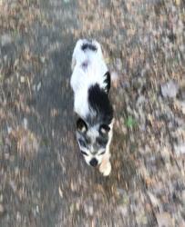 Lost Male Dog last seen Jones Mill Road, Six Mile Highway, south of Six Mile SC, Pickens County, SC 29630