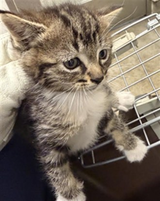 Shelter Stray Male Cat last seen , 14409 Vanowen St, Van Nuys, CA 91405, USA